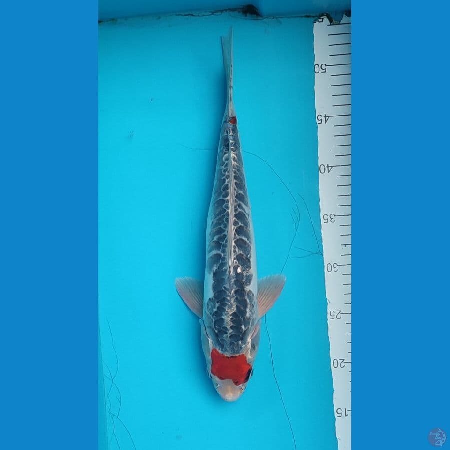 tancho kiko Male 36 cm