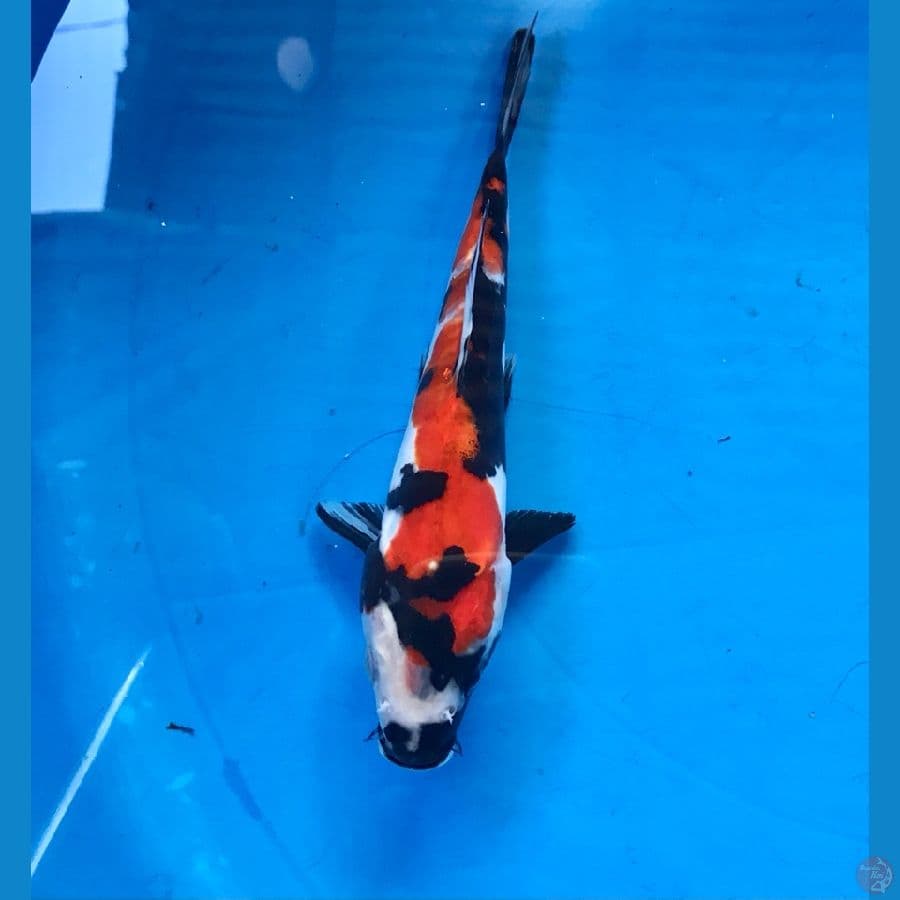 showa doitsu 20cm