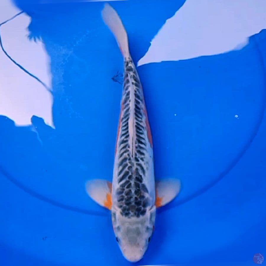 36cm HANA SHUSUI HQ