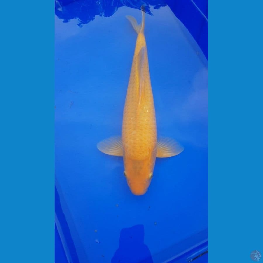 CARAMEL 41 CM
