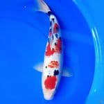 41cm TSUBOSUMI SANKE