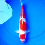 38cm KUCIBENI KOHAKU RED DEVIL 