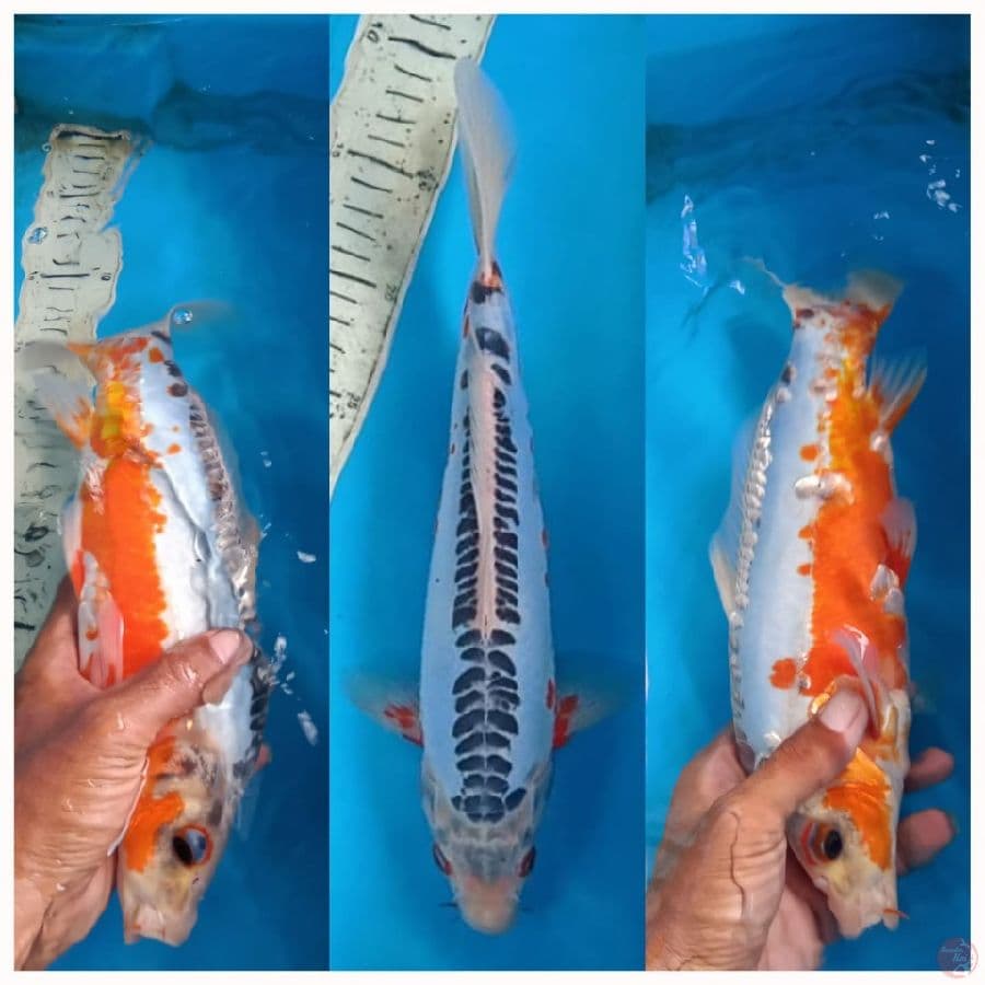 hana shusui 34cm male