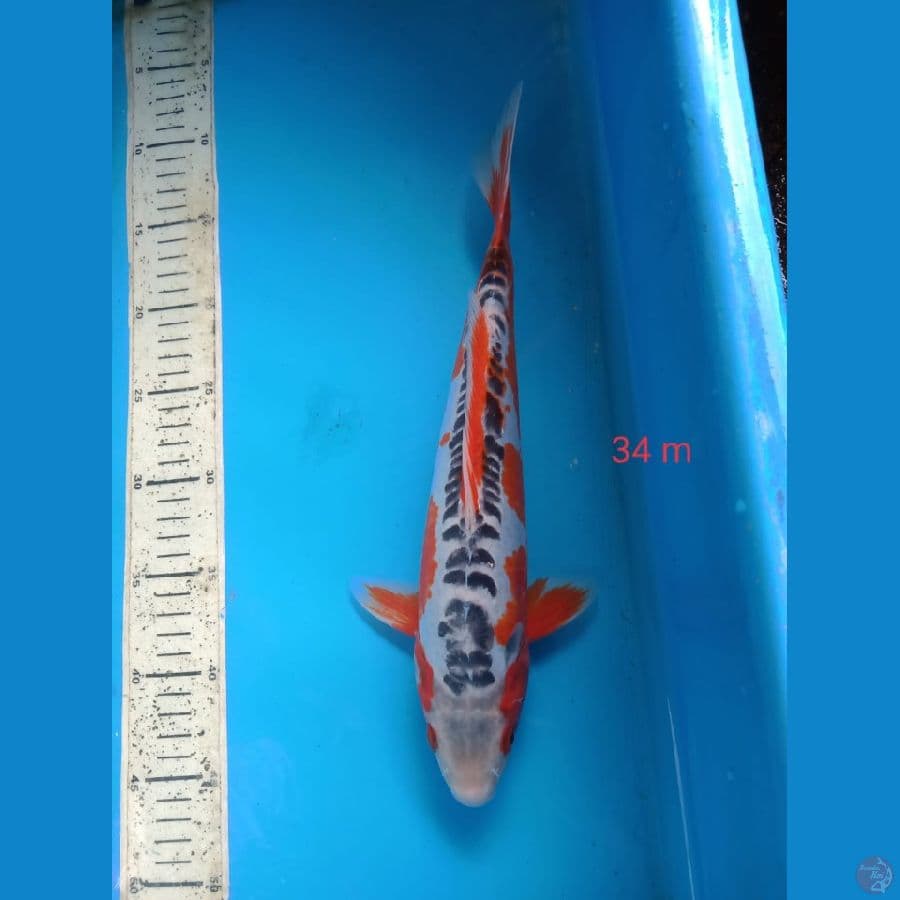hana shusu 34cm male