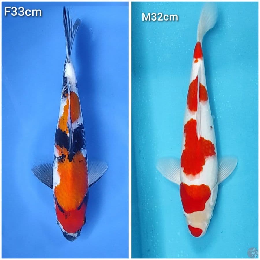 32-33cm original