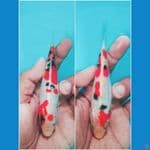 sanke doitsu 14 cm 2 ekor 