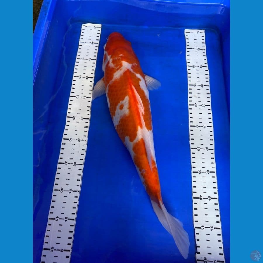 kohaku 45 ~v5
