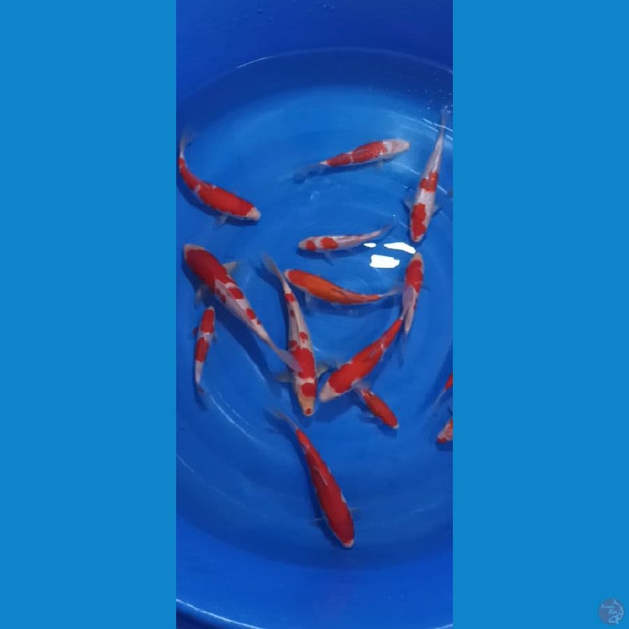 17 ekor Kohaku Ginrin/Non Ginrin (Majestic Koi Farm)