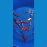 17 ekor Kohaku Ginrin/Non Ginrin (Majestic Koi Farm)