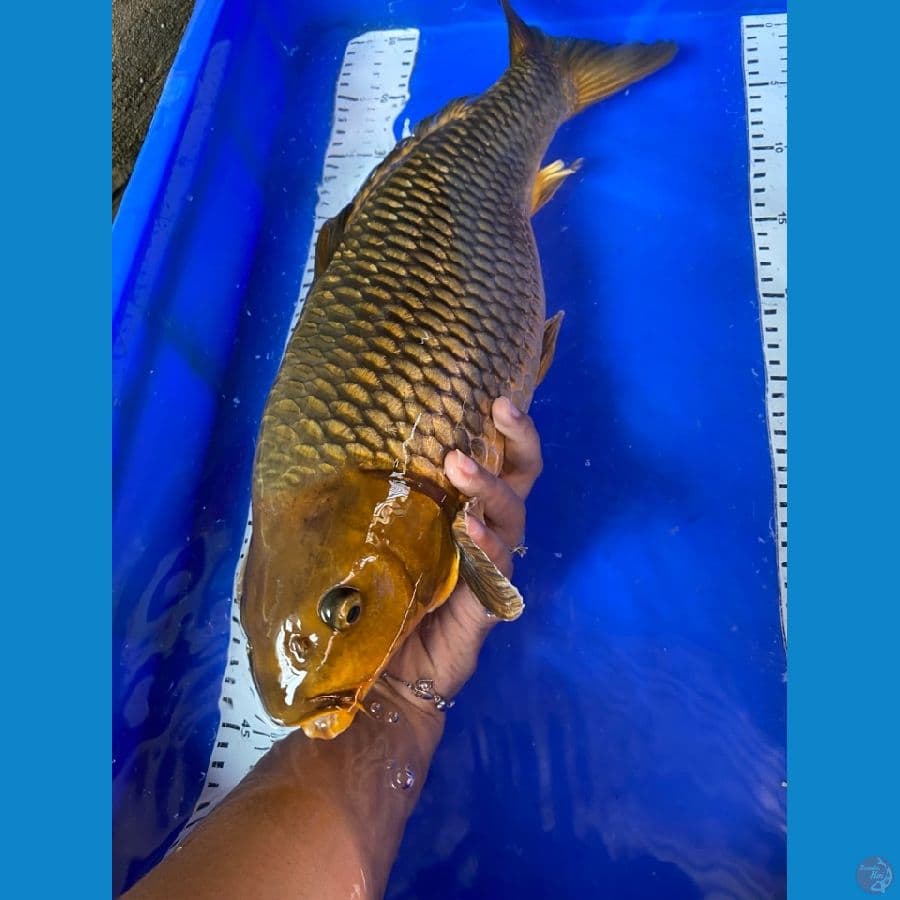 cagoi 45 cm