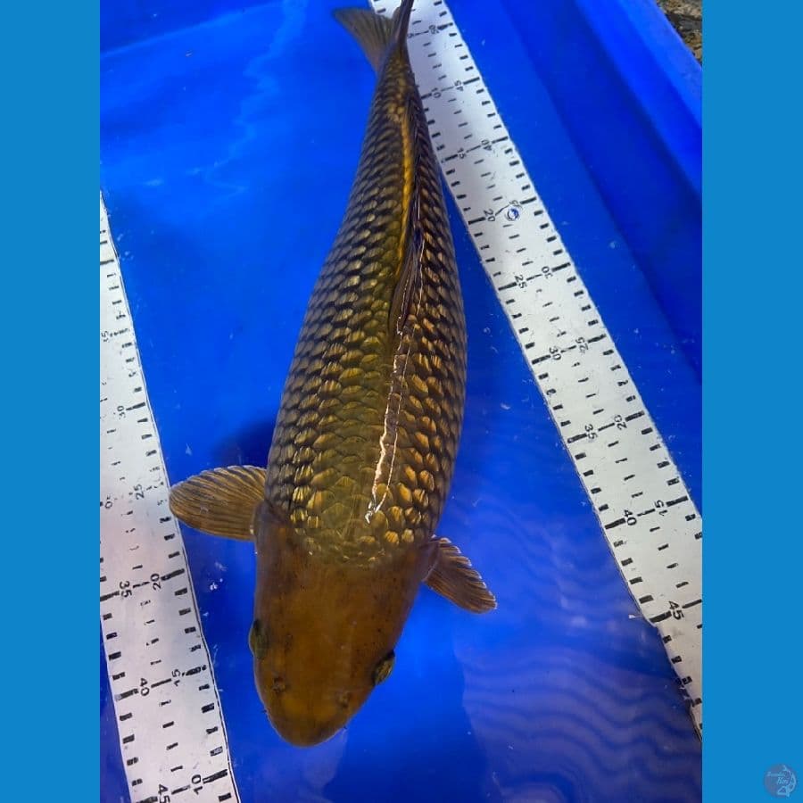 cagoi 45 cm