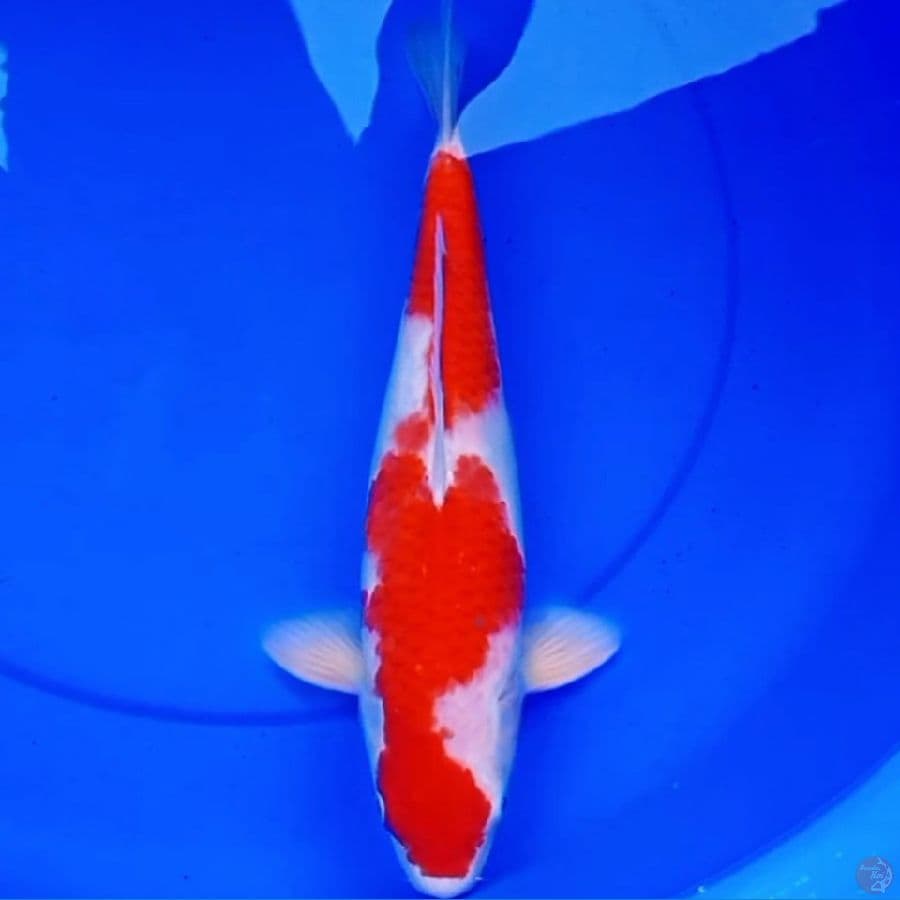 37cm ORIGINAL INAZUMA KOHAKU