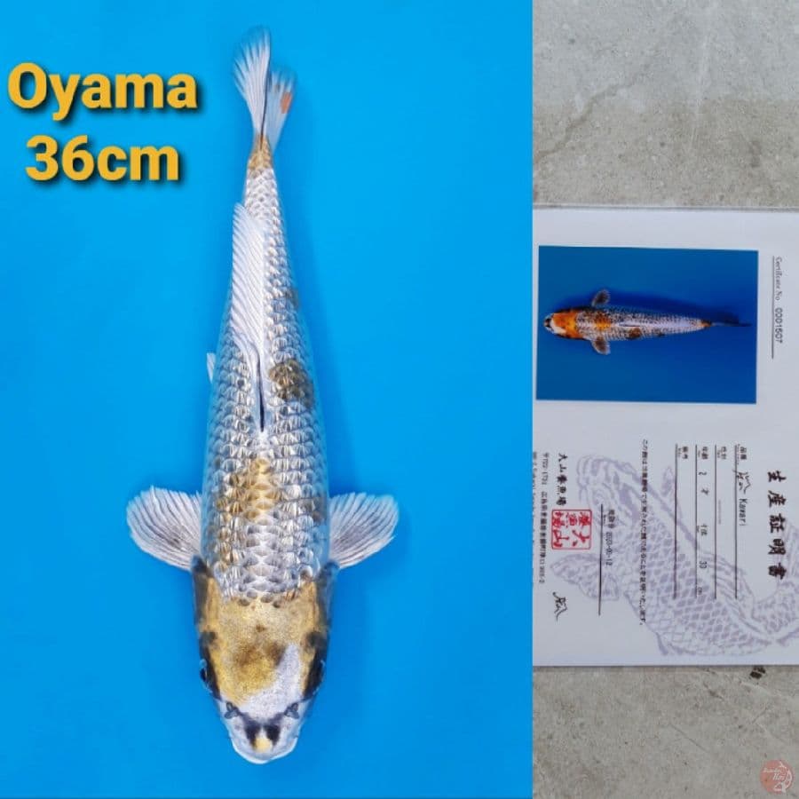 OYAMA KAWARI GINRIN 36CM SERTI