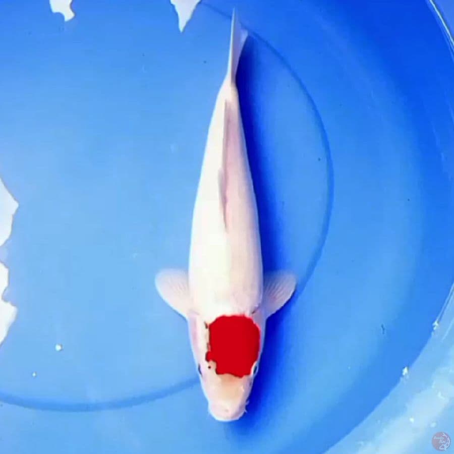 36cm TANCHO SALJU
