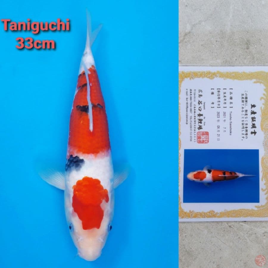 TANIGUCHI SANKE 33CM SERTI