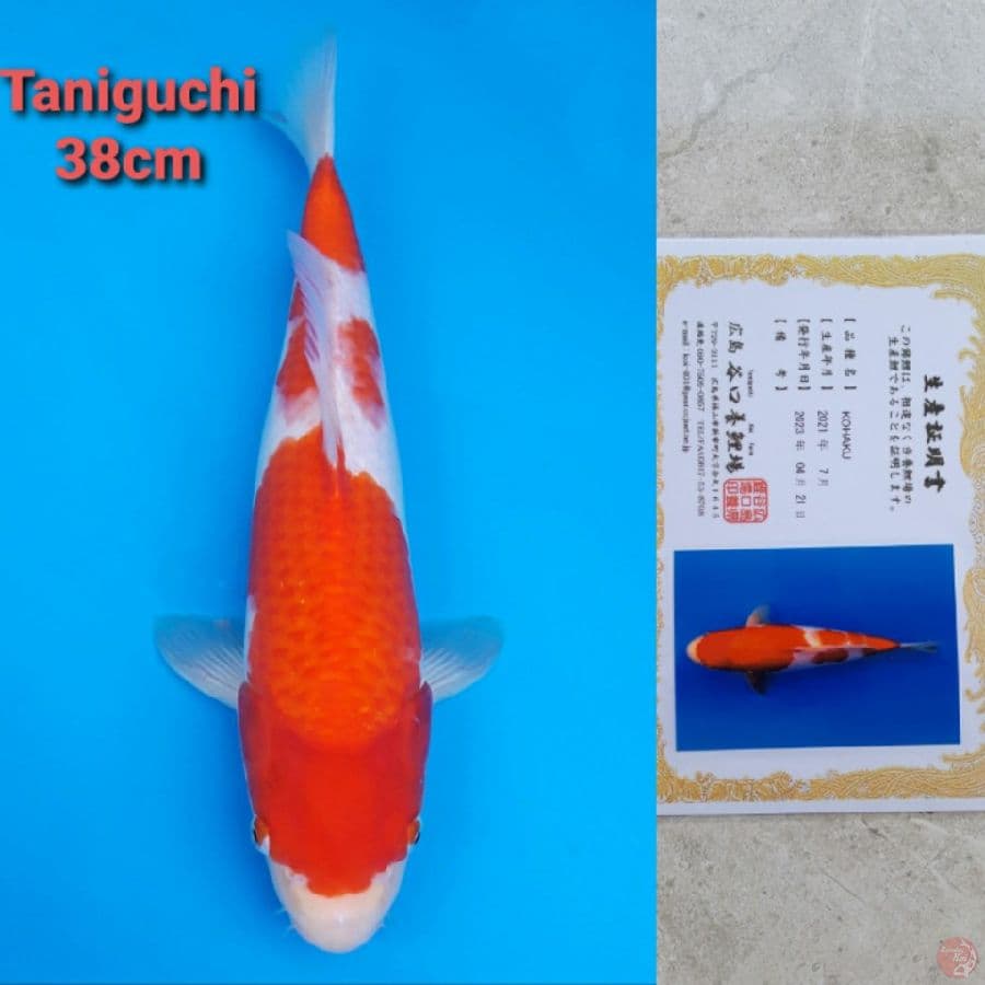 TANIGUCHI KOHAKU 38CM SERTI