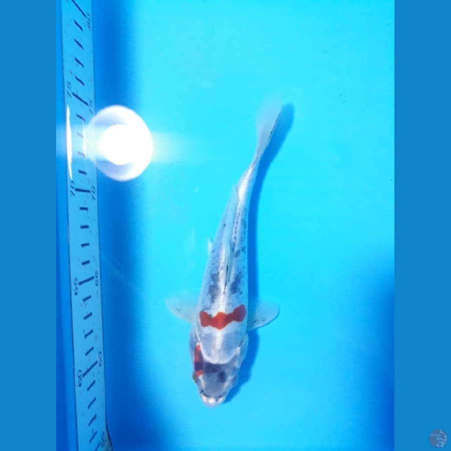 kiko 18cm 