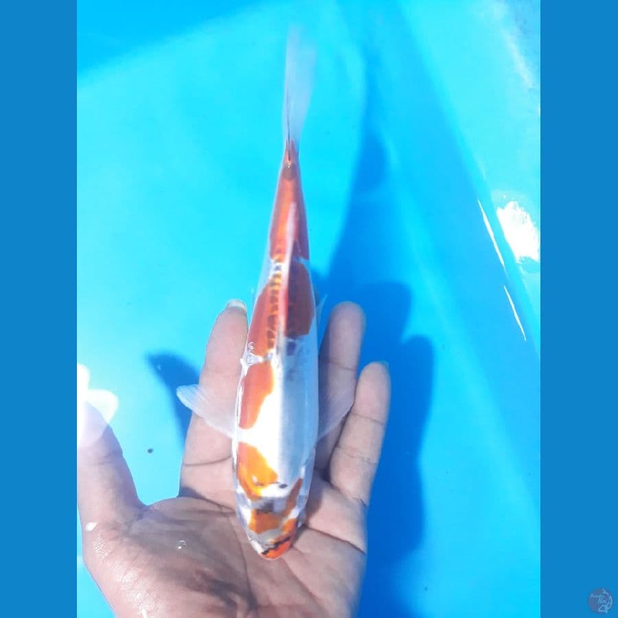 kiko 20cm 