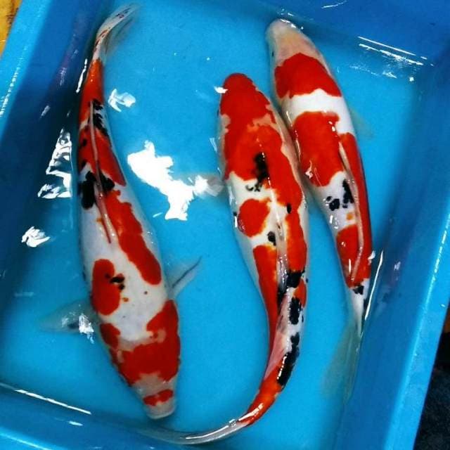 Doitsu sanke merah pekat