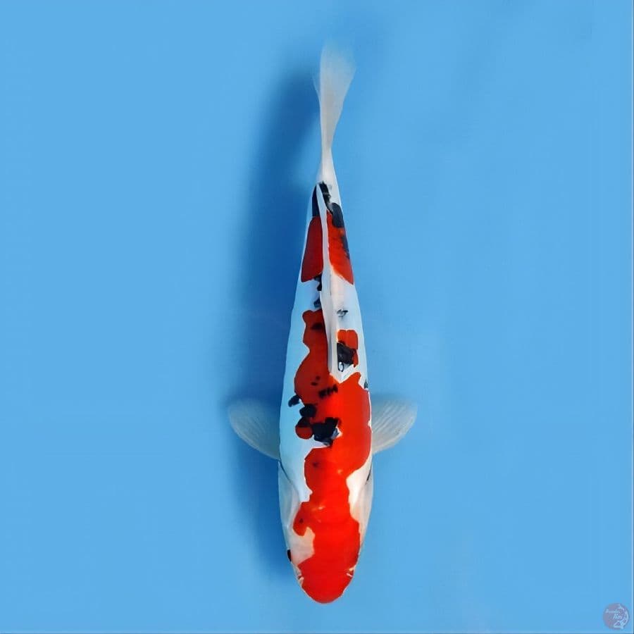 TAISO SANKE doitsu 25cm original