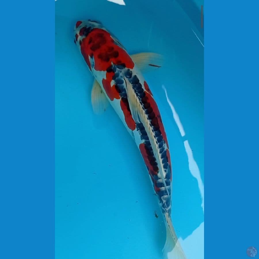 Doitsu Kujaku Jantan 42 cm