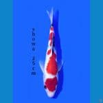 SHOWA 25CM
