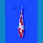 KOHAKU MALE 27CM
