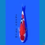 SHOWA 29CM