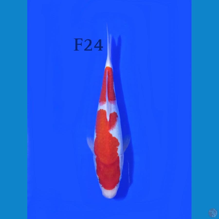 KOHAKU FEMALE 24CM