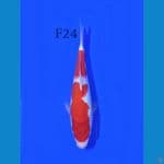 KOHAKU FEMALE 24CM