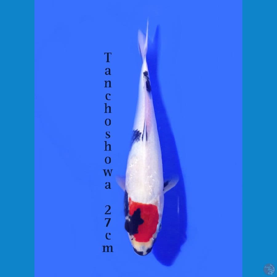 TANCHO SHOWA 27CM