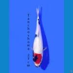 TANCHO SHOWA 27CM