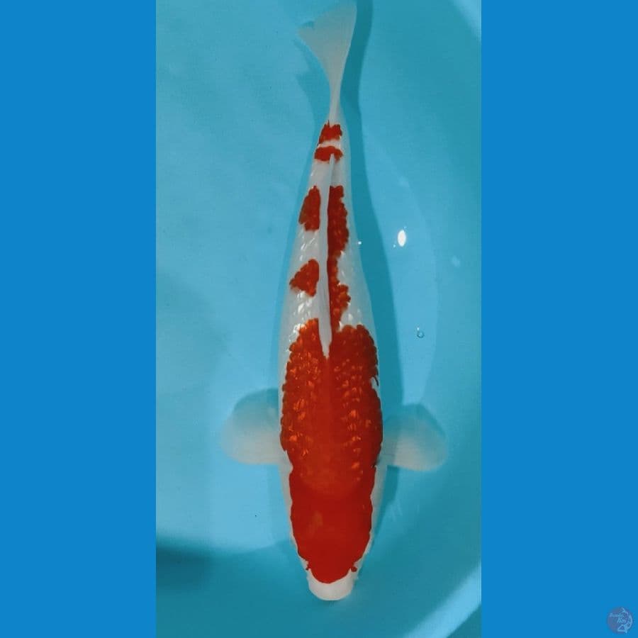 KOHAKU GINRIN M 37CM