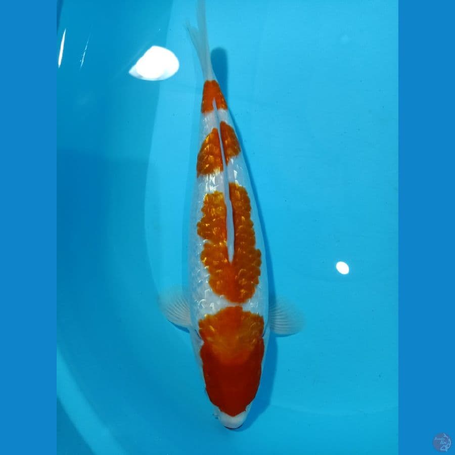 KOHAKU GINRIN 4STEPP FM 35CM