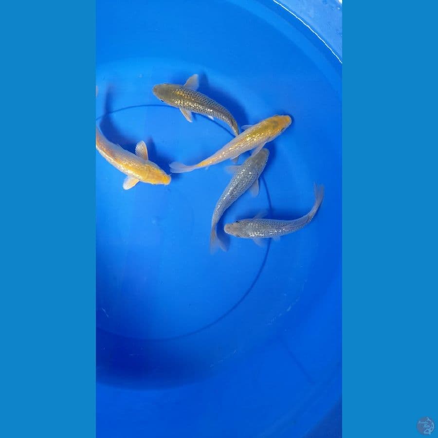17-20cm 5 ekor