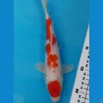 maruten kujaku 25cm