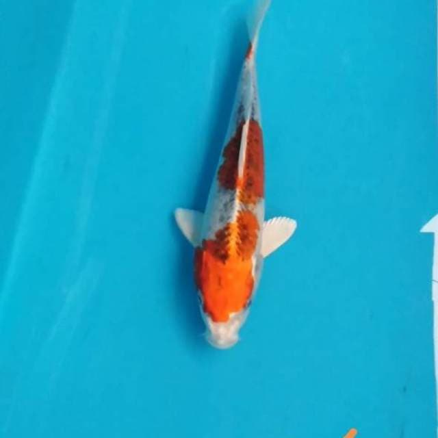 Kujaku bagus 26cm