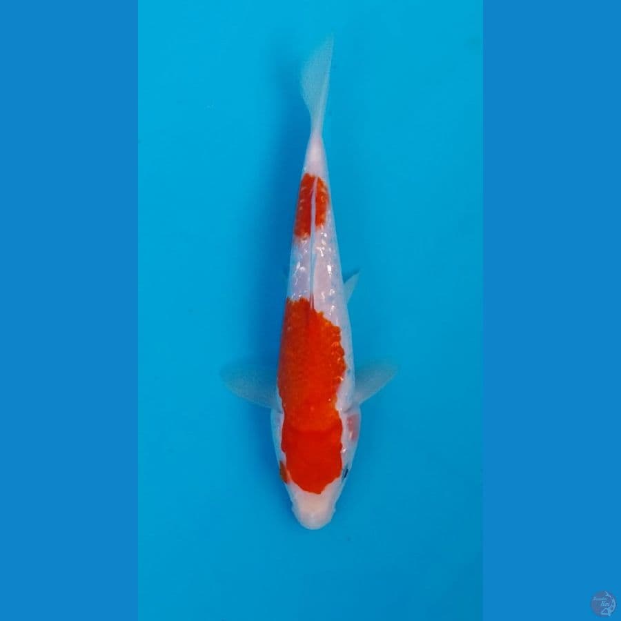 kojaku gindrin full 20cm