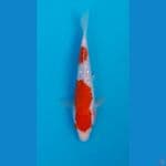 kojaku gindrin full 20cm