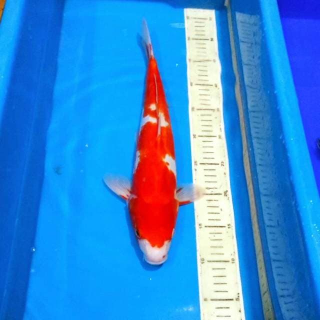 Doitsu kohaku male