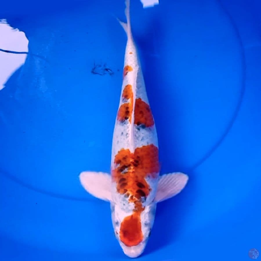 37cm KOU KUJAKU BULKU