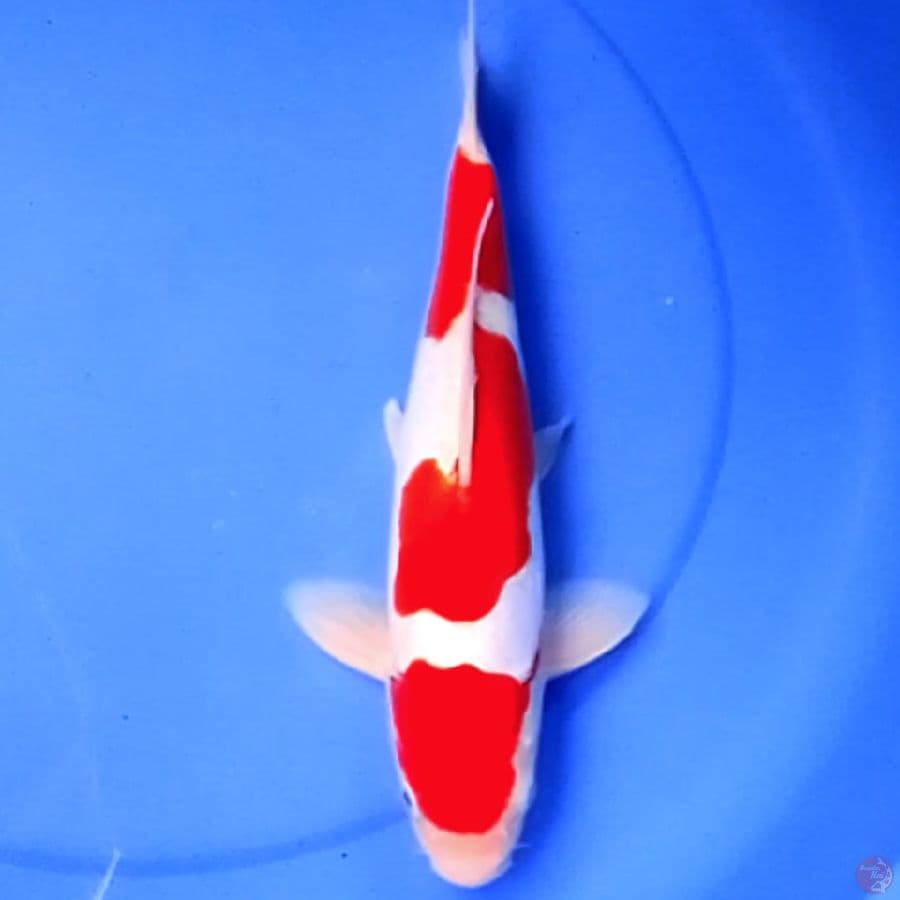 33cm DOITSU KOHAKU