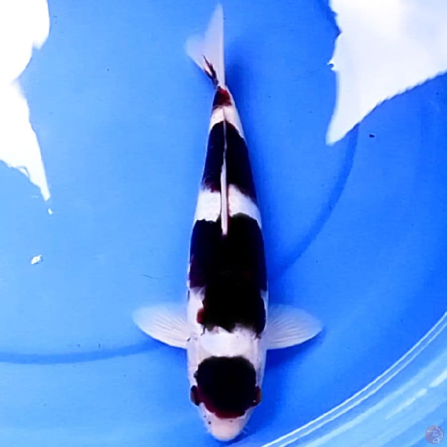 32cm BUDO KOROMO HITAM
