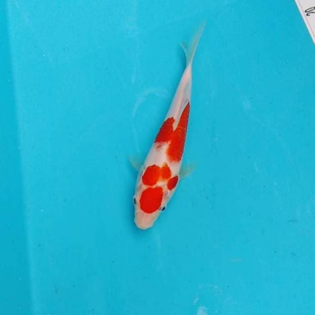 Maruthen kohaku 20cm