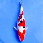 23cm DOITSU SANKE TSUBOSUMI