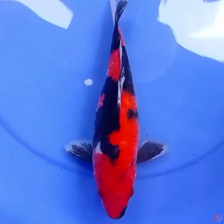 30cm HI STRONG MERAH MERONA