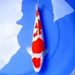 35cm KOHAKU 4 STEP HQ