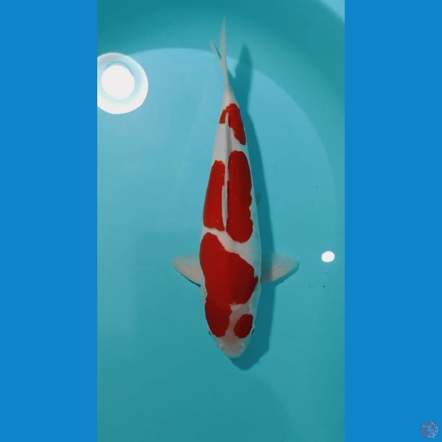 KOHAKU DOIT ORIGINAL M 33CM