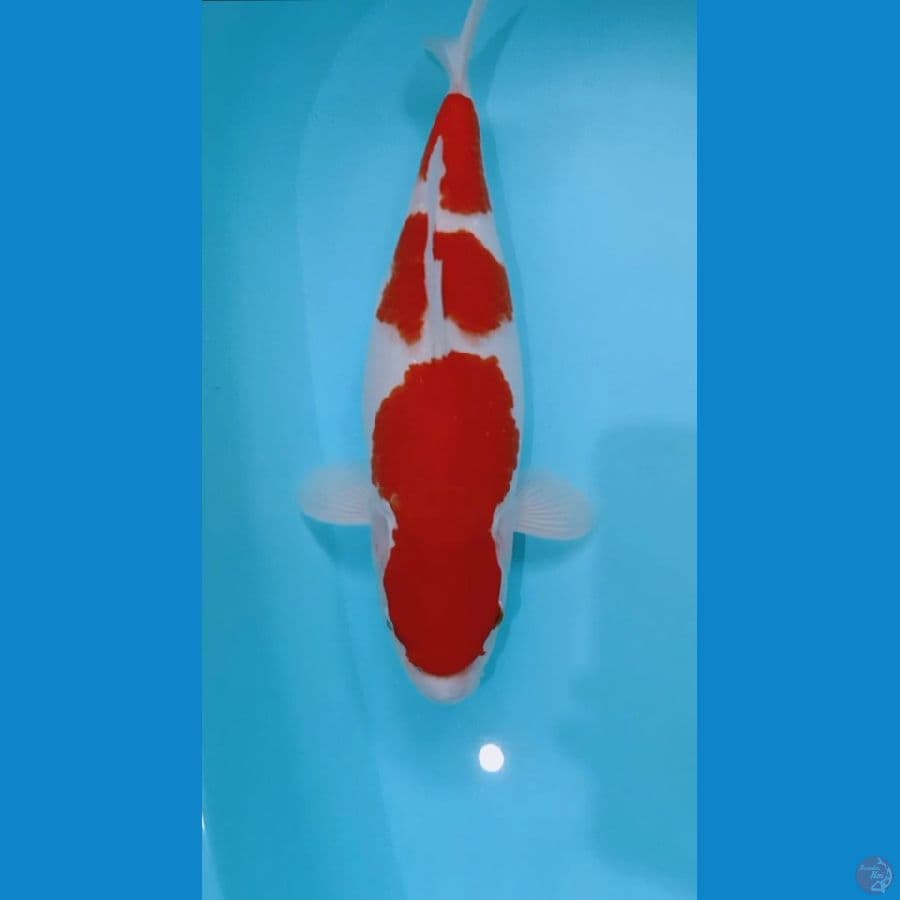 KOHAKU ORI FM 36CM