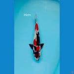 HQ Showa Motogoro Size 35cm
